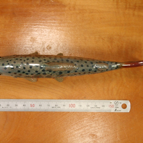 ハンドメイド　自作27cmアマゴ　フィギュア　レプリカ　オブジェ置物　魚釣り ハンドメイド 自作27cmアマゴ フィギュア レプリカ オブジェ置物