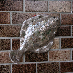 カレイ（26型）・陶芸作品 壁飾り（陶 さかな） 10枚目の画像