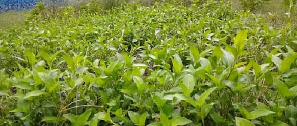 オーガニック栽培・自然乾燥の藍乾燥葉　30ｇ（タデ藍　染料）農薬不使用栽培 2枚目の画像