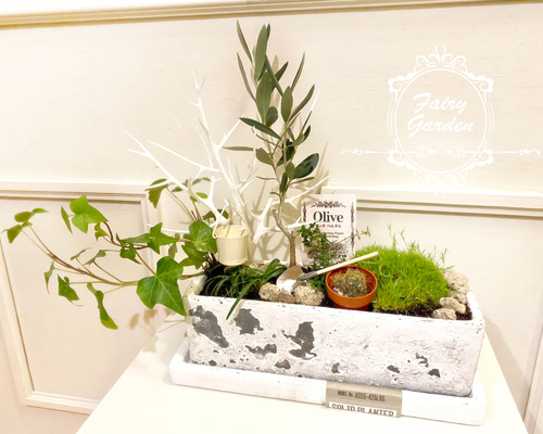1点のみ☆再販なし【オリーブの木】箱庭寄植え♪フェアリーガーデン