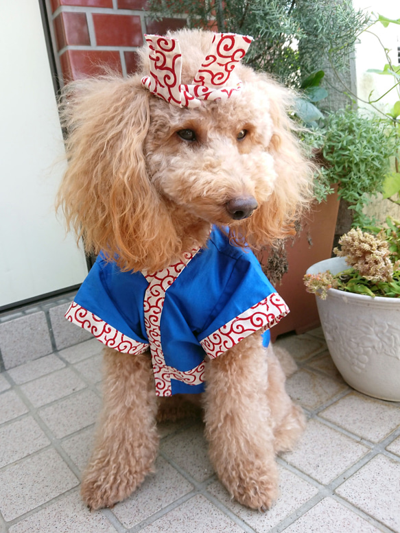 粋なわんこ用法被　ハチマキ付き！　名前入り　送料込み　（胸回り60cmまで） 2枚目の画像