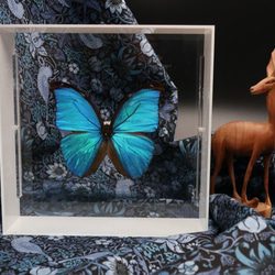 出会い ◇メネラウスモルフォ◇ アクリルフレーム 蝶の標本 その他