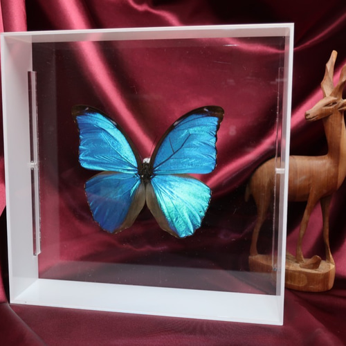 Amazon.co.jp: 蝶の標本 メネラウスモルフォ Morpho meneraus
