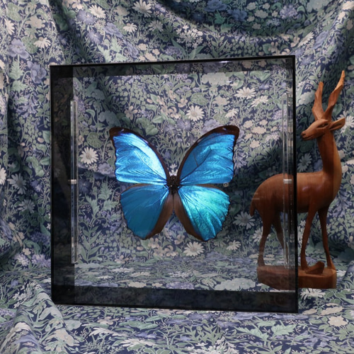 出会い ◇メネラウスモルフォ◇ アクリルフレーム 蝶の標本 その他