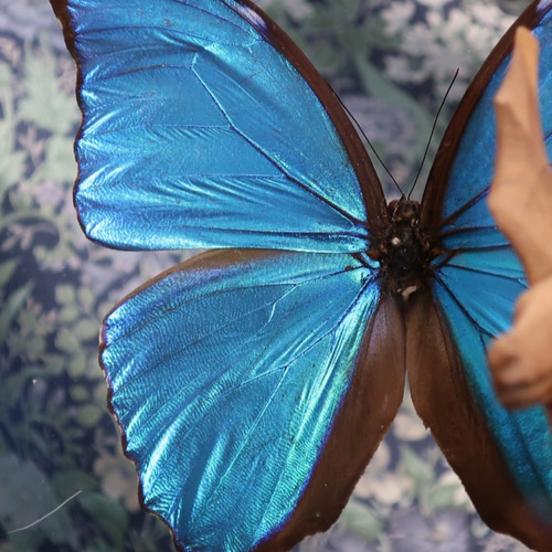 出会い ◇メネラウスモルフォ◇ アクリルフレーム 蝶の標本 その他