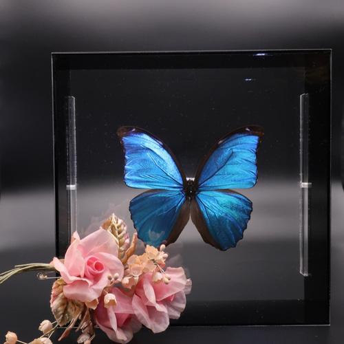 出会い ◇メネラウスモルフォ◇ アクリルフレーム 蝶の標本