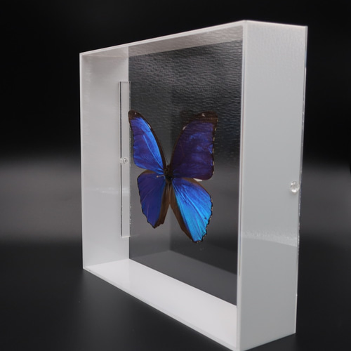 メネラウスモルフォ　透明標本 Amazon.co.jp: 蝶の標本 メネラウスモルフォ Morpho meneraus