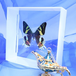 蝶さん専用ページ 願い ◇オオニシキツバメガ◇ アクリルフレーム 蝶の標本 その他アート