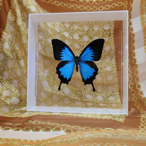 ガラスの靴 ◇オオルリアゲハ◇ アクリルフレーム 蝶の標本