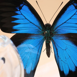 ガラスの靴　◆オオルリアゲハ◆　ライトフレーム　蝶の標本 2枚目の画像