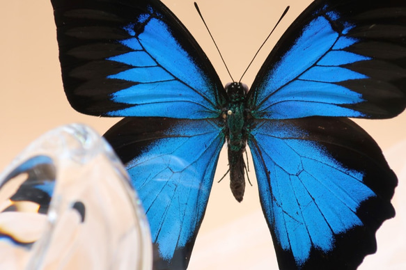 ガラスの靴　◆オオルリアゲハ◆　ライトフレーム　蝶の標本 2枚目の画像