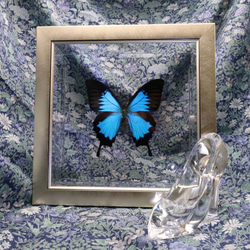 ガラスの靴　◆オオルリアゲハ◆　ライトフレーム　蝶の標本 3枚目の画像