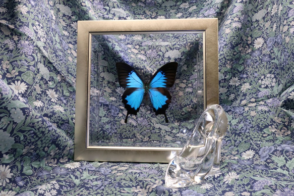 ガラスの靴　◆オオルリアゲハ◆　ライトフレーム　蝶の標本 3枚目の画像