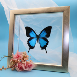 ガラスの靴　◆オオルリアゲハ◆　ライトフレーム　蝶の標本 4枚目の画像