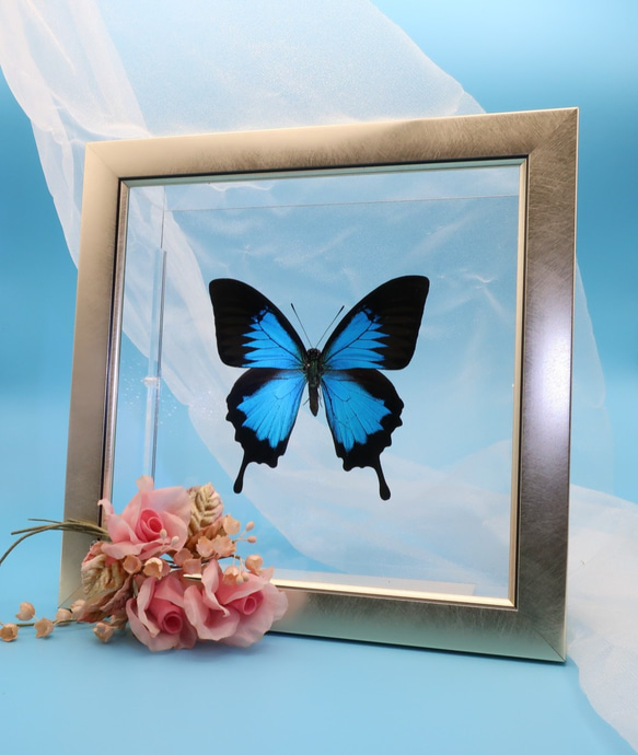 ガラスの靴　◆オオルリアゲハ◆　ライトフレーム　蝶の標本 4枚目の画像