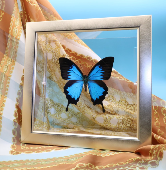ガラスの靴　◆オオルリアゲハ◆　ライトフレーム　蝶の標本 5枚目の画像