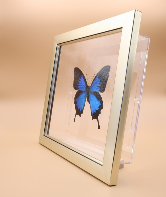 ガラスの靴　◆オオルリアゲハ◆　ライトフレーム　蝶の標本 8枚目の画像