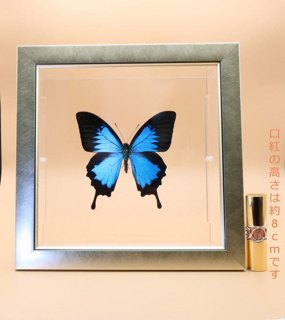 ガラスの靴　◆オオルリアゲハ◆　ライトフレーム　蝶の標本 6枚目の画像