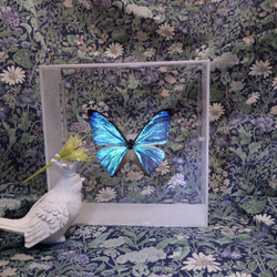 モルフォ蝶 羽根細工 アート 昆虫 蝶の標本 アート作品 大きめ モルフォ蝶 羽根細工 アート 昆虫 蝶の標本 アート作品 大きめ