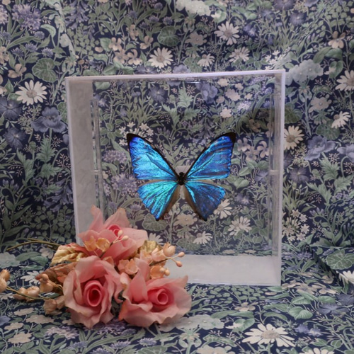 版画　「蝶の精」 版画「蝶の精」