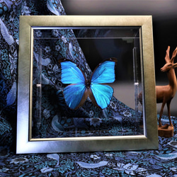 【標本☆オオルリアゲハ】アンティーク・ガラスドーム 0_32f6a77a488e90e36e2d91e39d25