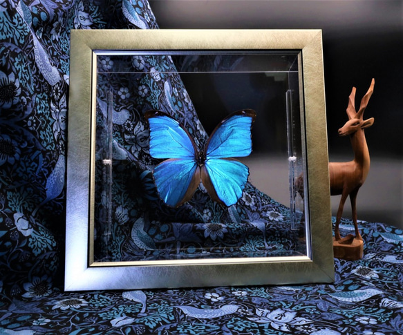 出会い　◆メネラウスモルフォ◆　ライトフレーム　蝶の標本 1枚目の画像