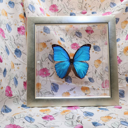 出会い　◆メネラウスモルフォ◆　ライトフレーム　蝶の標本 4枚目の画像