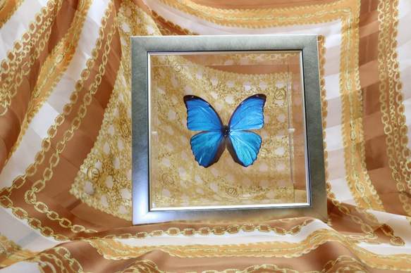 出会い　◆メネラウスモルフォ◆　ライトフレーム　蝶の標本 5枚目の画像