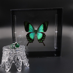 ライバルはエメラルド ◇ヘリボシアオネアゲハ◇ アクリルフレーム 蝶