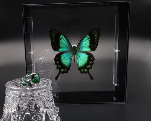 蝶の標本 約100匹 木製フレーム入り Amazon.co.jp: jojofuny 木製蝶標展示ケース 透明蓋付き ロック式 安定