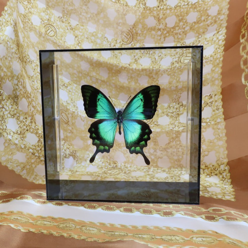 蝶の標本 約100匹 木製フレーム入り Amazon.co.jp: jojofuny 木製蝶標展示ケース 透明蓋付き ロック式 安定