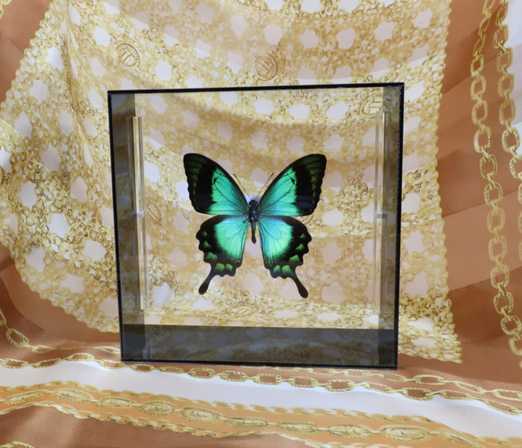 ライバルはエメラルド　◆ヘリボシアオネアゲハ◆　アクリルフレーム　蝶の標本 5枚目の画像