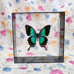 ライバルはエメラルド　◆ヘリボシアオネアゲハ◆　アクリルフレーム　蝶の標本 3枚目の画像