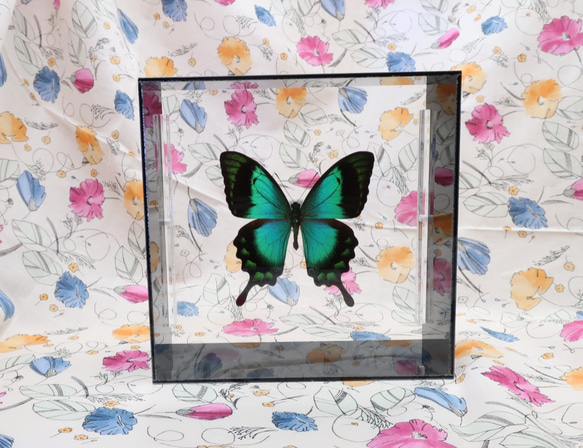 ライバルはエメラルド　◆ヘリボシアオネアゲハ◆　アクリルフレーム　蝶の標本 3枚目の画像