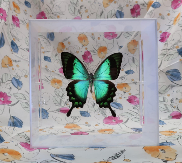 ライバルはエメラルド　◆ヘリボシアオネアゲハ◆　アクリルフレーム　蝶の標本 4枚目の画像