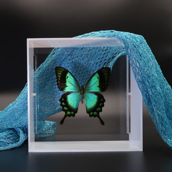 ライバルはエメラルド　◆ヘリボシアオネアゲハ◆　アクリルフレーム　蝶の標本 7枚目の画像