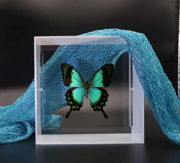 ライバルはエメラルド　◆ヘリボシアオネアゲハ◆　アクリルフレーム　蝶の標本 7枚目の画像