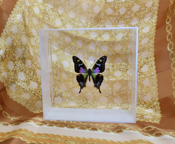三色音　◆ミイロタイマイ◆　アクリルフレーム　蝶の標本 4枚目の画像
