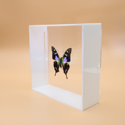三色音　◆ミイロタイマイ◆　アクリルフレーム　蝶の標本 8枚目の画像
