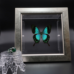 蝶の王 ◇メガネアゲハ◇ アクリルフレーム 蝶の標本 その他アート lis