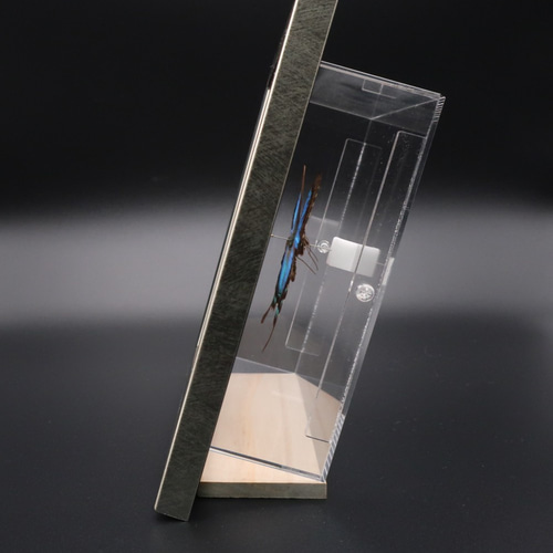 ライバルはエメラルド ◇ヘリボシアオネアゲハ◇ ライトフレーム 蝶の