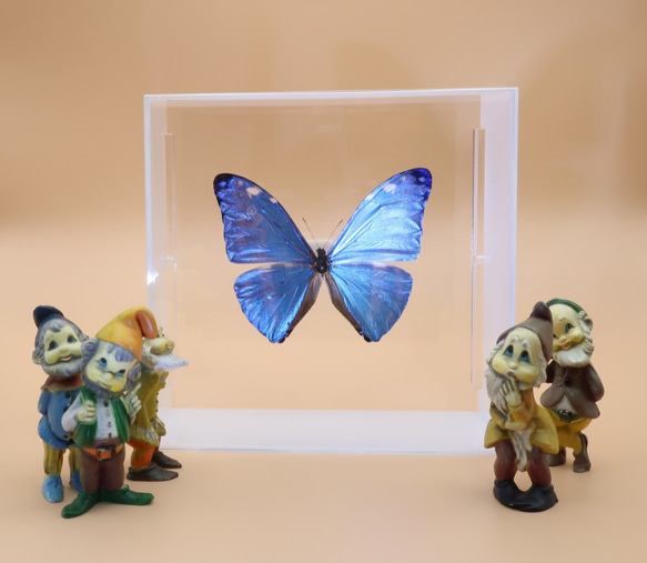 アドニスモルフォ 蝶 標本 エルアイエス社 【公式通販】