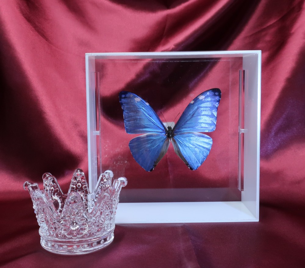 噂の美少年　◆アドニスモルフォ◆　アクリルフレーム　蝶の標本