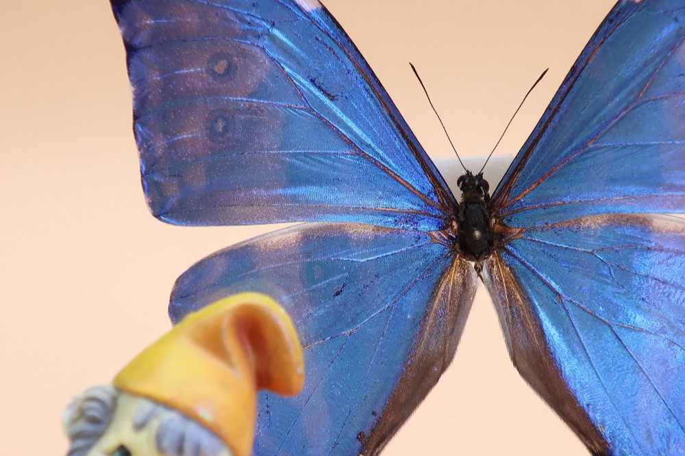 噂の美少年　◆アドニスモルフォ◆　アクリルフレーム　蝶の標本