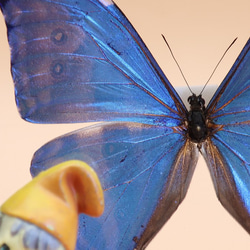 噂の美少年　◆アドニスモルフォ◆　アクリルフレーム　蝶の標本 2枚目の画像
