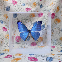 噂の美少年　◆アドニスモルフォ◆　アクリルフレーム　蝶の標本 5枚目の画像