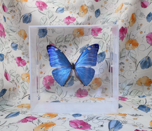 噂の美少年　◆アドニスモルフォ◆　アクリルフレーム　蝶の標本 5枚目の画像
