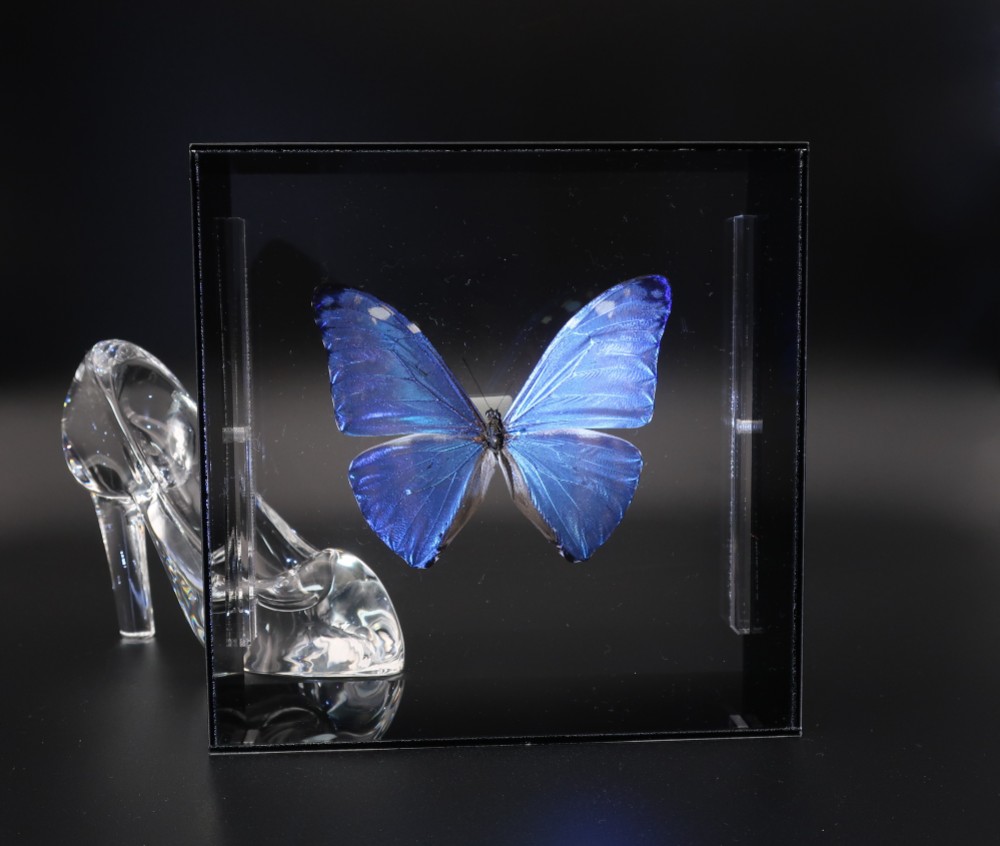噂の美少年　◆アドニスモルフォ◆　アクリルフレーム　蝶の標本