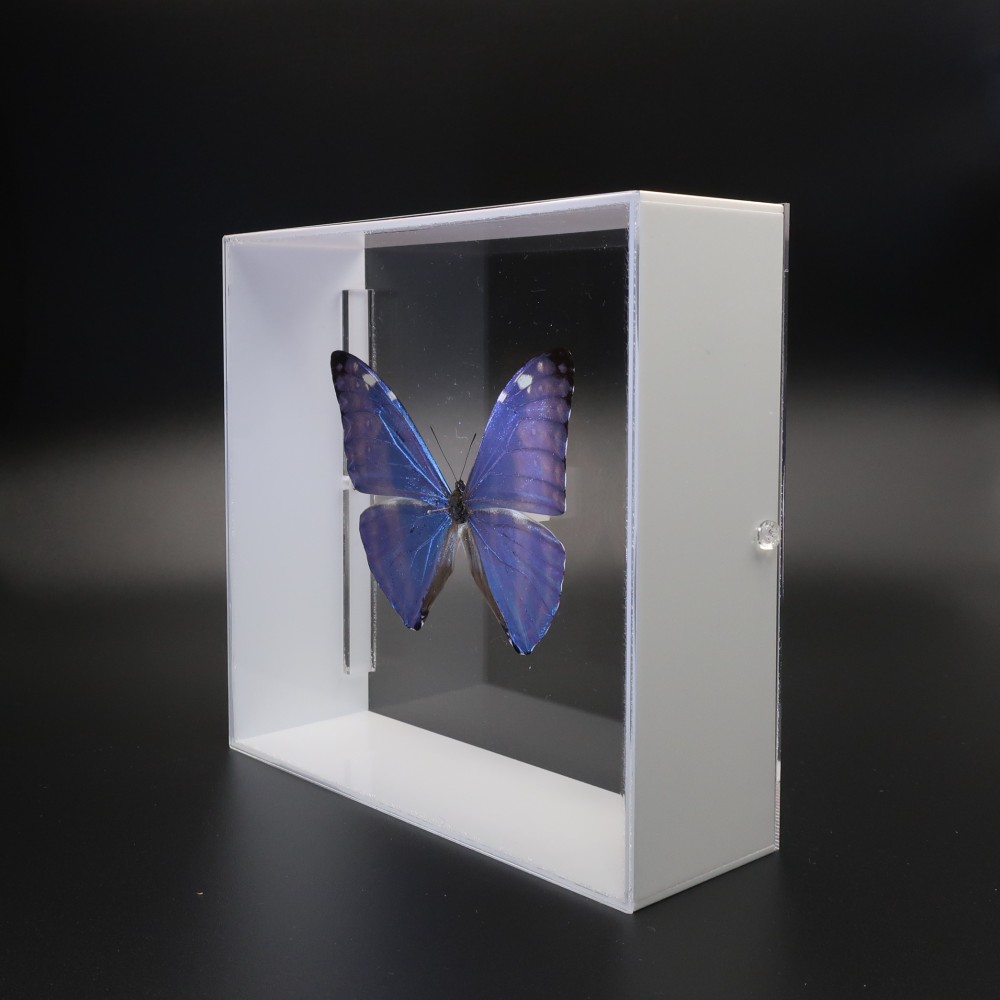 噂の美少年　◆アドニスモルフォ◆　アクリルフレーム　蝶の標本