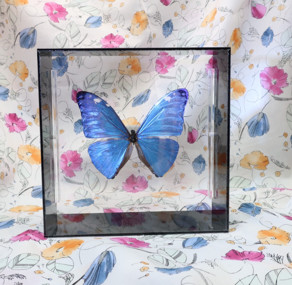 噂の美少年　◆アドニスモルフォ◆　アクリルフレーム　蝶の標本